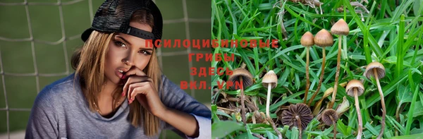 ПСИЛОЦИБИНОВЫЕ ГРИБЫ Баксан